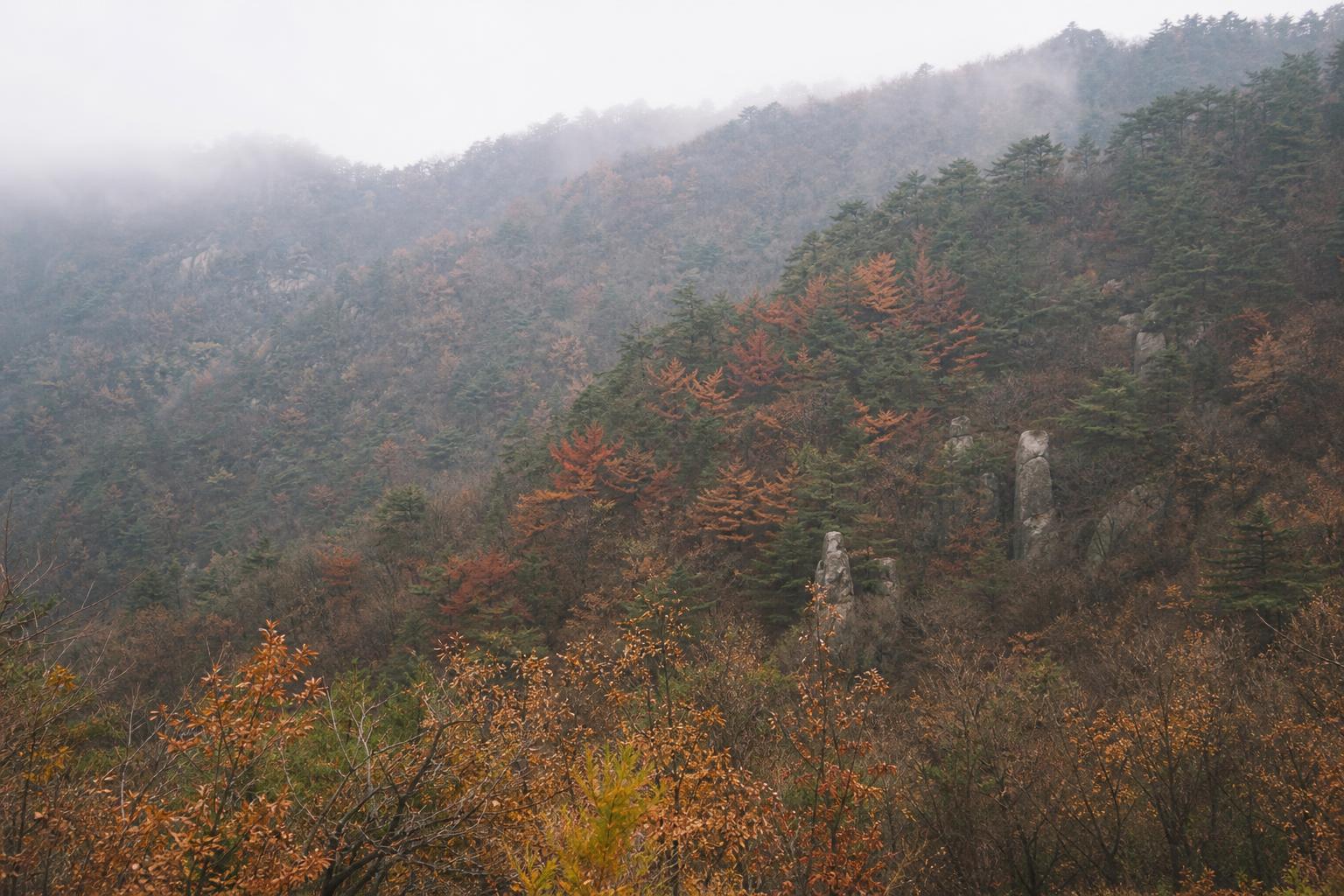 가을 한국 산자락에서 붉게 말라가는 소나무 숲