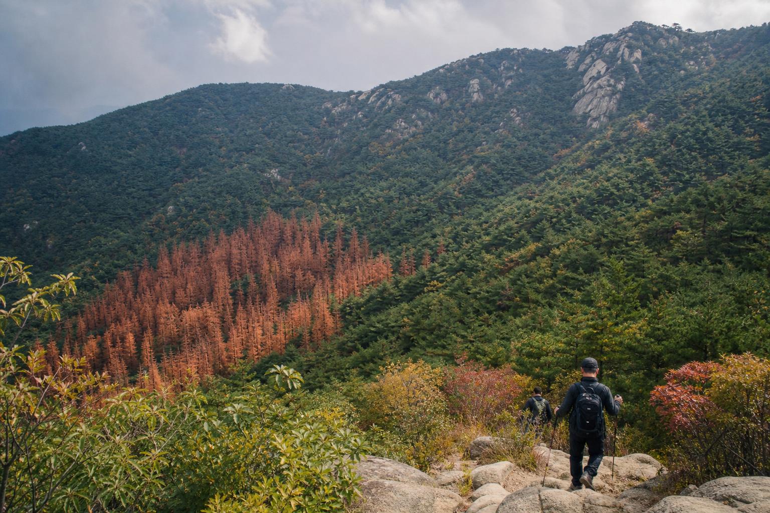가을 산자락에서 붉게 말라가는 소나무 군락을 멀리서 본 한국의 숲